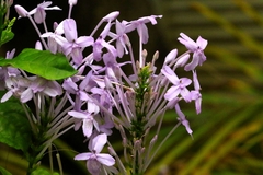 author not stated, no rights reserved Pseuderanthemum graciliflorum, photograph author not stated, no rights reserved