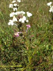 Triphysaria versicolor