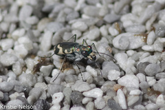 Cicindela willistoni