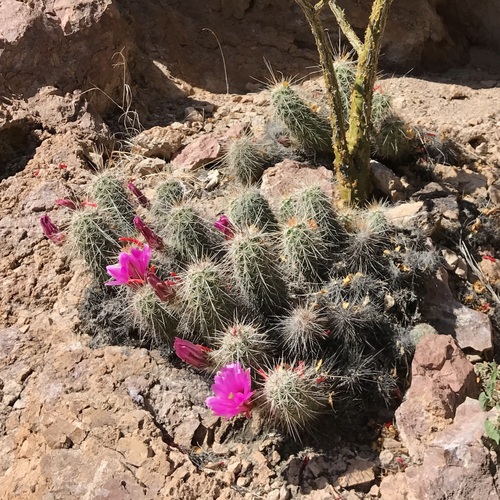 Echinocereus llanurensis