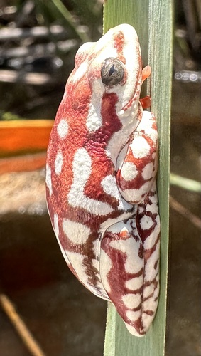 Angolan Reed Frog, Hyperolius parallelus