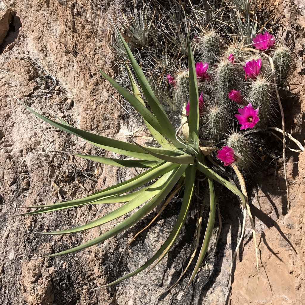 Agave chrysoglossa, Arroyo La Pirinola, Guaymas Municipality, Sonora, Mexico