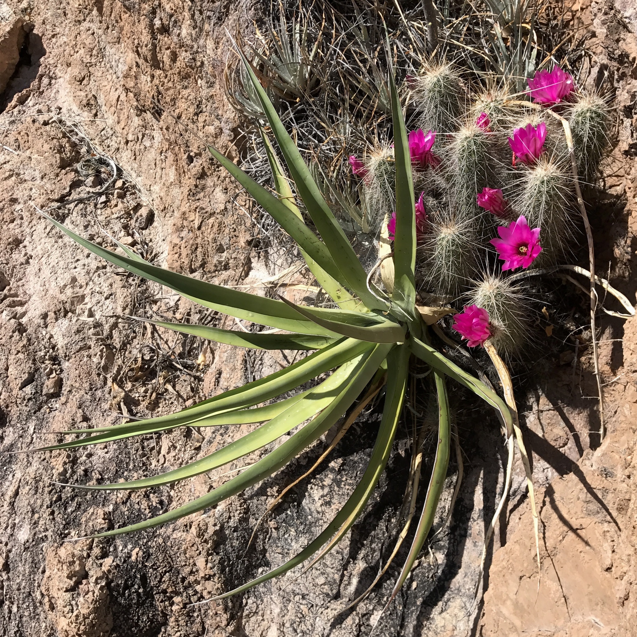 Agave colimana Gentry