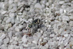 Cicindela willistoni