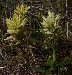 Castilleja citrina