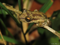 Tropicalia's Snouted Treefrog photo 2