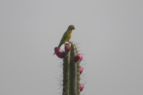 Caatinga Parakeet (Eupsittula cactorum), photo 4