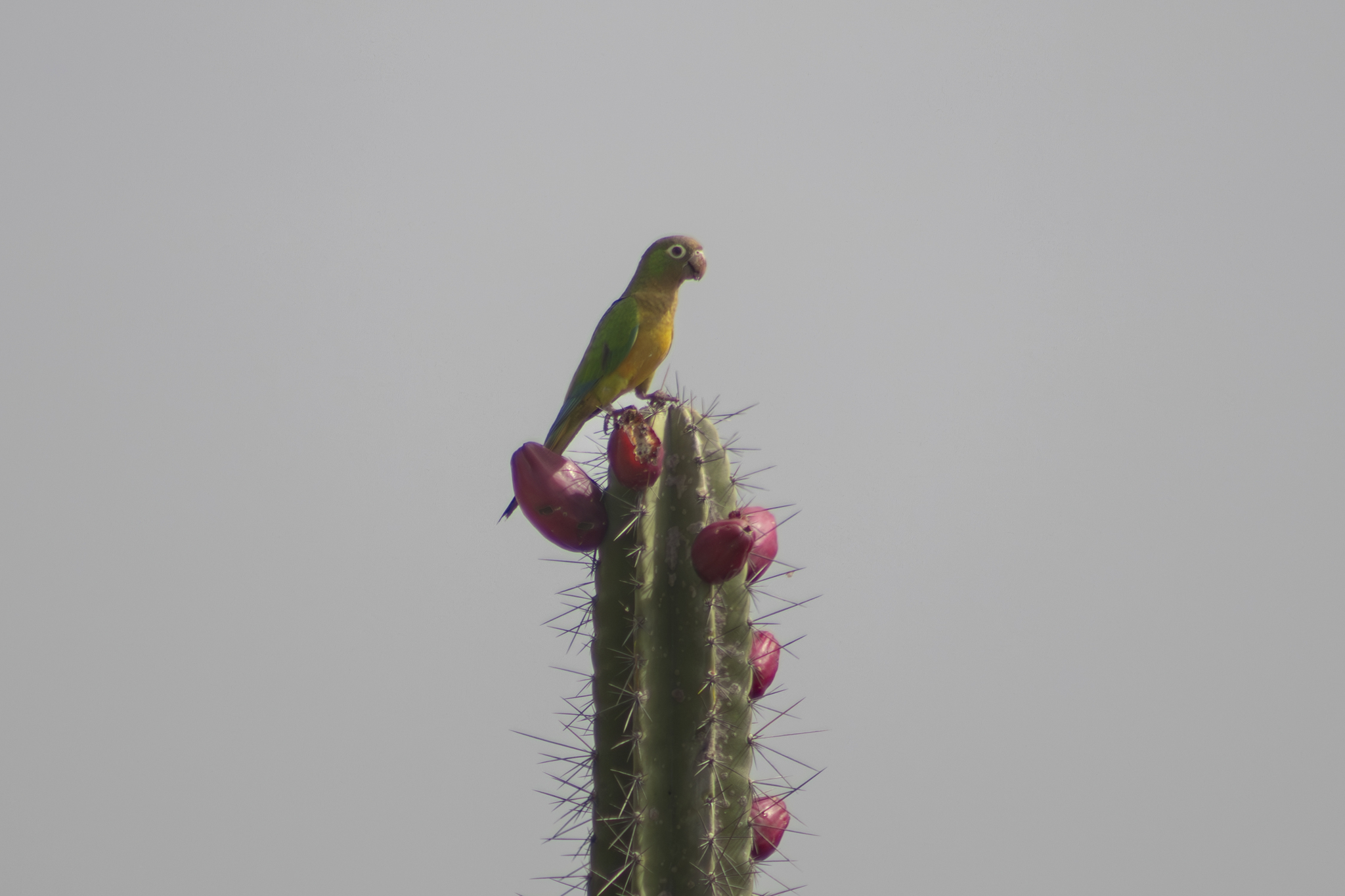 Cactus Parakeet illustration