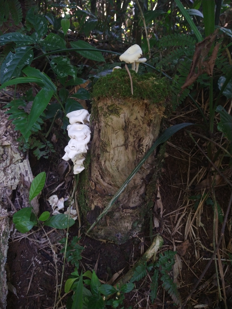 Panus speciosus