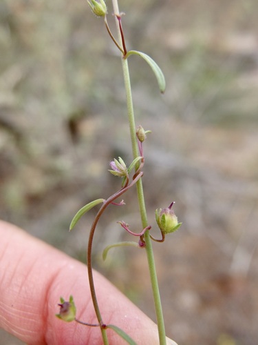 Image of Sairocarpus watsonii by (c) Sue Carnahan, some rights reserved (CC BY)