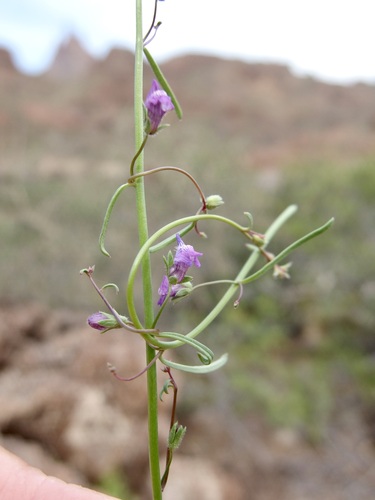 Image of Sairocarpus watsonii by (c) Sue Carnahan, some rights reserved (CC BY)