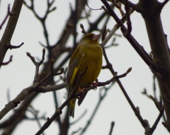 Chloris chloris