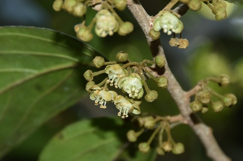 Hydnocarpus pentandrus, photograph 5