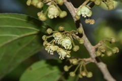 Hydnocarpus pentandrus, photograph (c) deepachandran, some rights reserved (CC BY-SA)