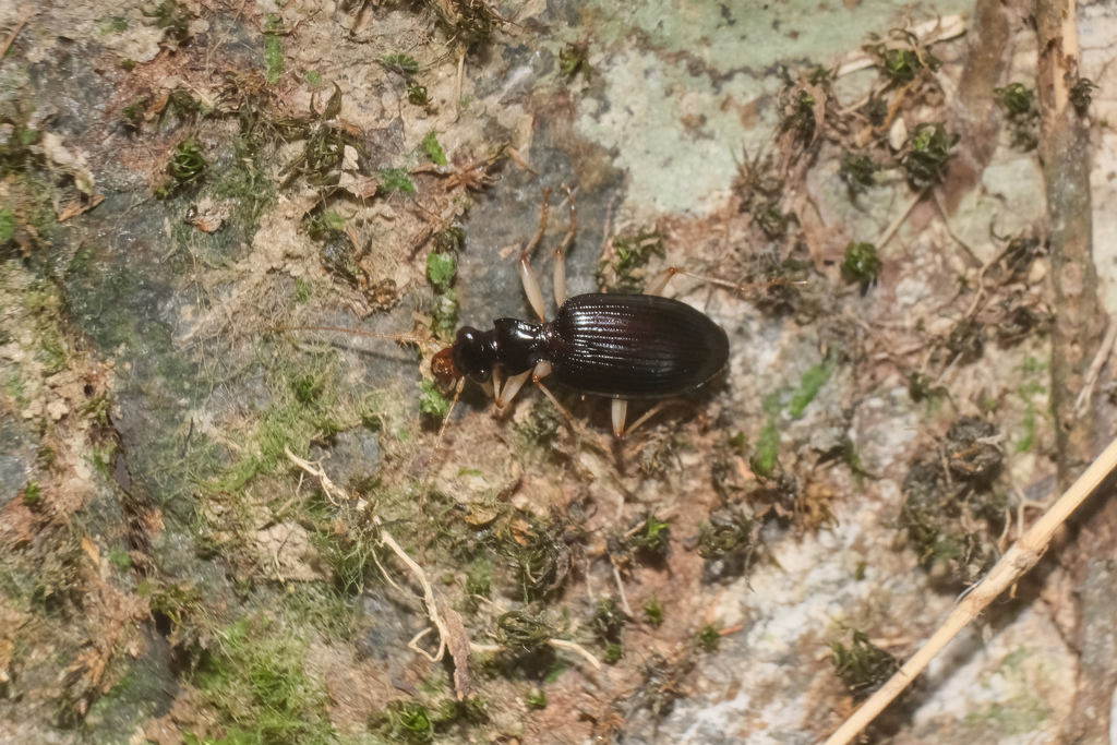 Onycholabis acutangulus