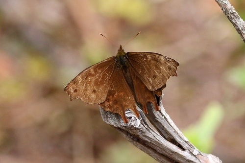 Daedalma inconspicua