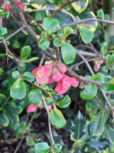 Chaenomeles speciosa