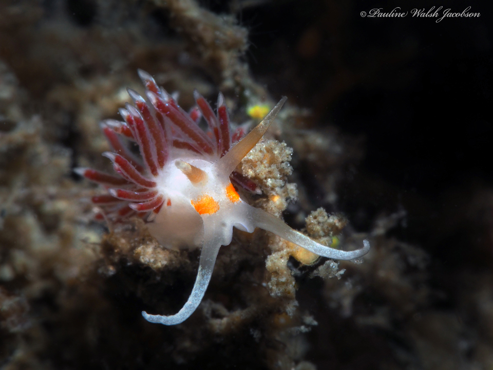 Orangespot Cratena