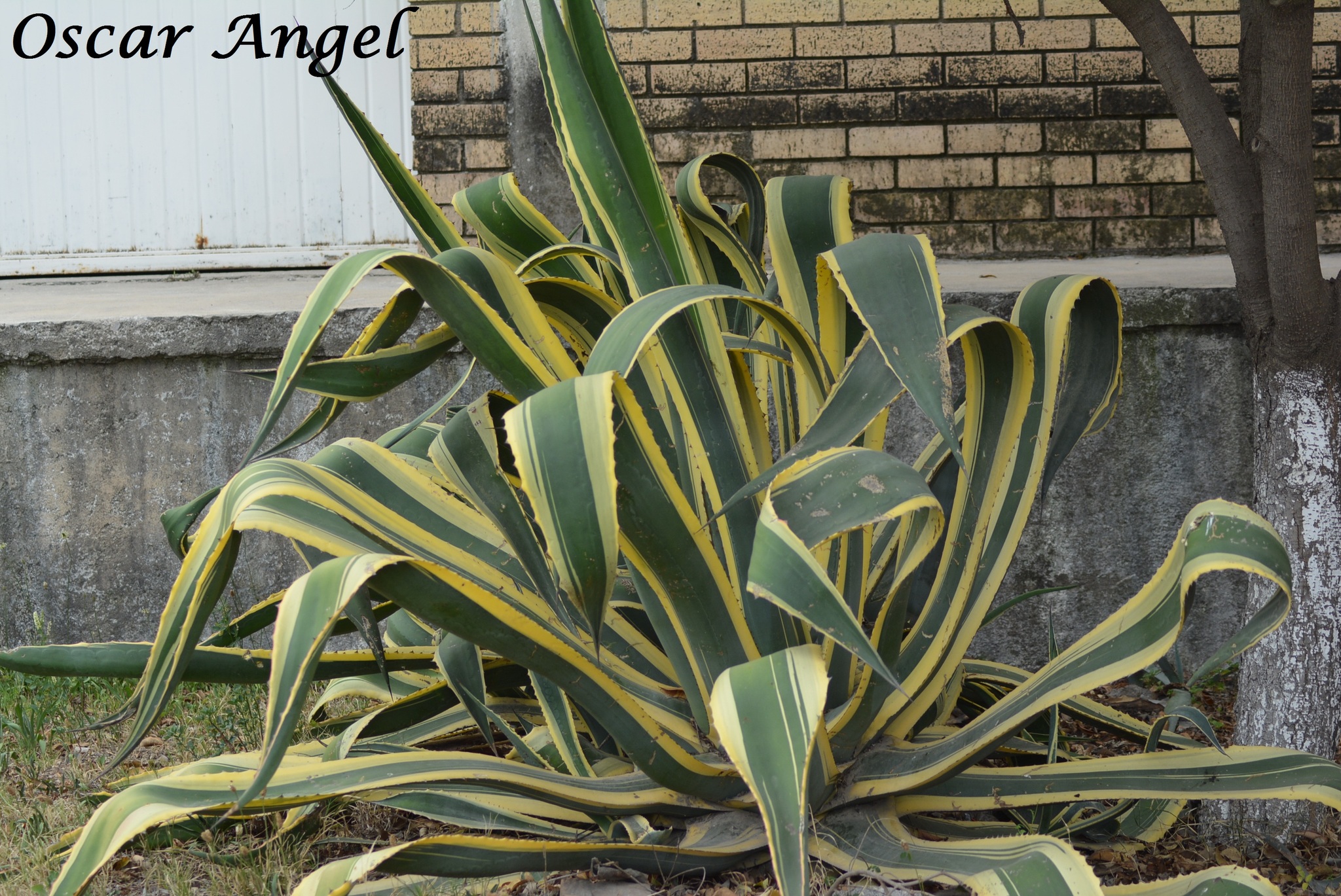 Variety Agave americana marginata  iNaturalist