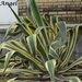 Agave americana marginata - Photo (c) Oscar Angel Sánchez Flores, some rights reserved (CC BY-NC), uploaded by Oscar Angel Sánchez Flores