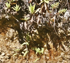 Sceloporus malachiticus image