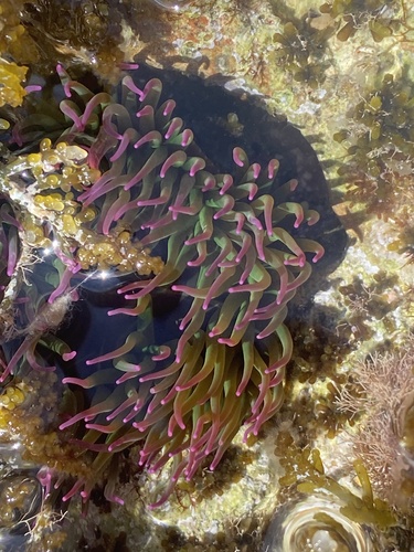 snakelocks anemone (Anemonia viridis)