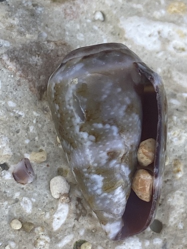 Mediterranean Cone Snail (Conus ventricosus)