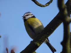 Cyanistes caeruleus