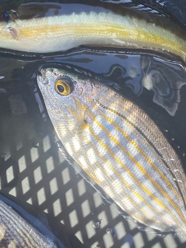 Salema Porgy (Sarpa salpa)