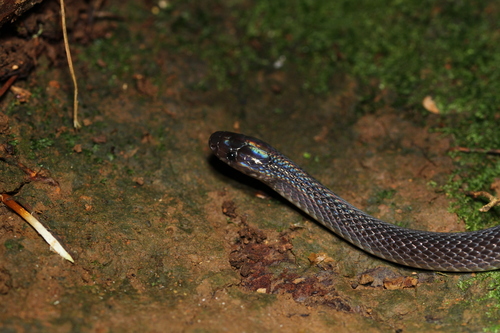 Photo of a Dark-Grey Ground Snake (Elapoidis fusca)
