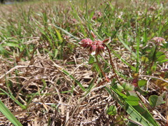 Trifolium carolinianum