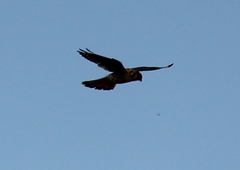 Falco sparverius