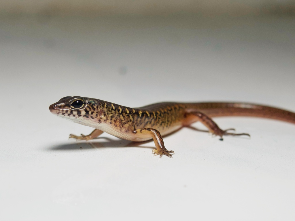 Malaysian Riparian Skink