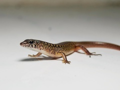 Malaysian Riparian Skink photo 1
