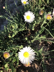 Aphanostephus ramosissimus