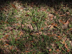Lactuca graminifolia