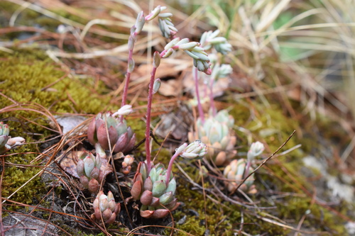 Baby echeveria (Echeveria amoena)