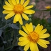Othonna cheirifolia 2