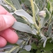 Othonna cheirifolia 3