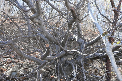 Bursera citronella McVaugh & Rzed.