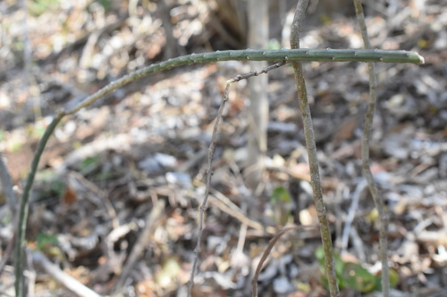 Image of Acanthocereus Fosterianus (Acanthocereus fosterianus) by (c) P Gonzalez Zamora, some rights reserved (CC BY)