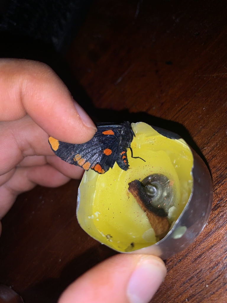 Red-bordered Pixie from Zamorano, San Antonio De Oriente, Francisco ...