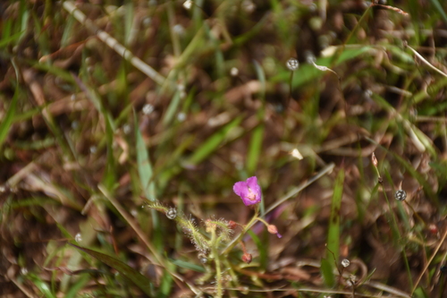 Image of Drosera indica by (c) deepachandran, some rights reserved (CC BY-SA)