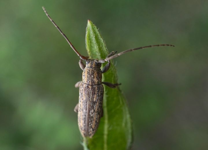 Long horned beetle