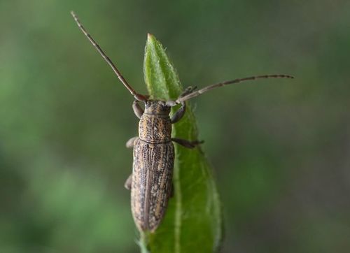 Long horned beetle