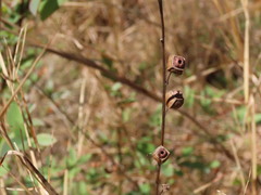 Ludwigia virgata