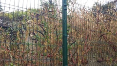 Phytolacca heterotepala