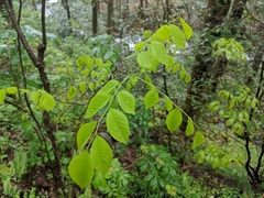 Cladrastis kentukea