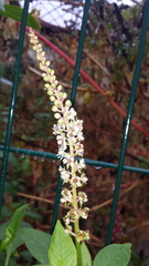 Phytolacca heterotepala