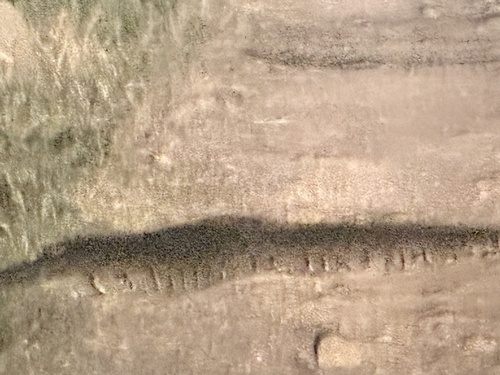 African Rock Python